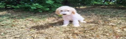 Mini Goldendoodle dogs for sale: Mini Goldendoodle 3 - Ad 1