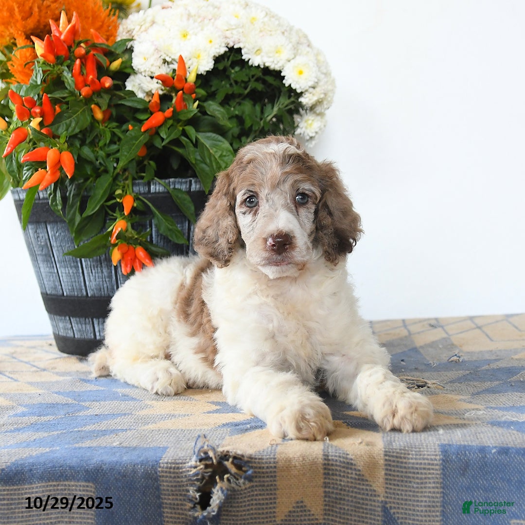 Standard Poodle dogs for sale: Meadow - Ad 5