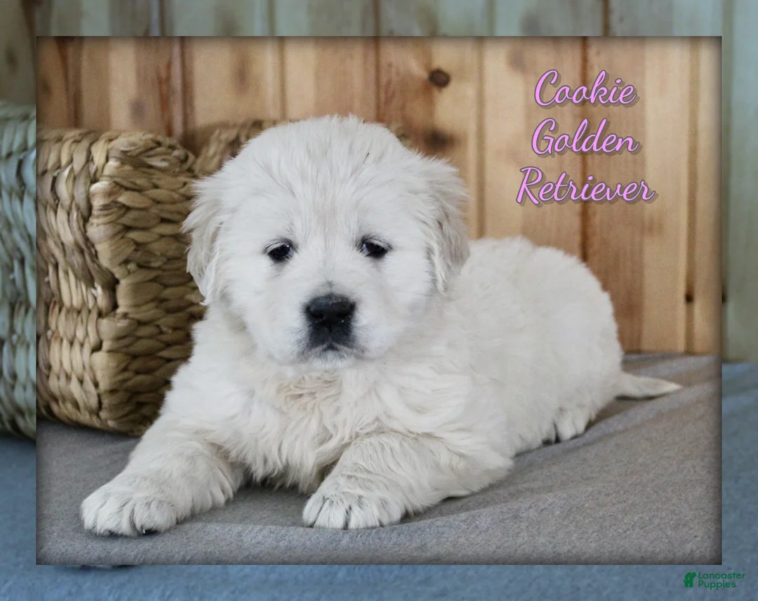 Golden Retriever dogs for sale: Cookie - Ad 1