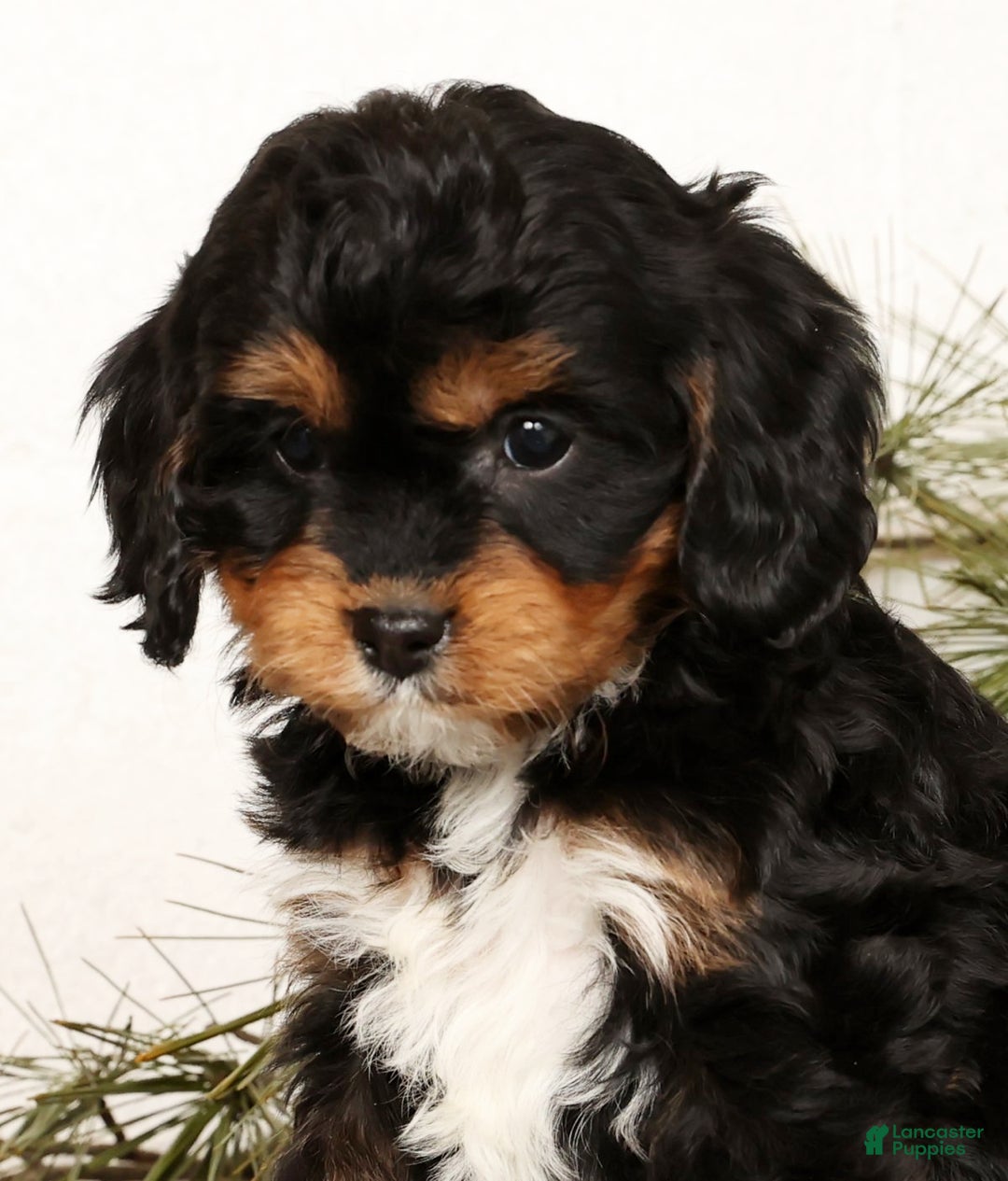 Cavapoo dogs for sale: Stella - Ad 8
