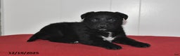 Mixed Breed dogs for sale: Nellie - Ad 3