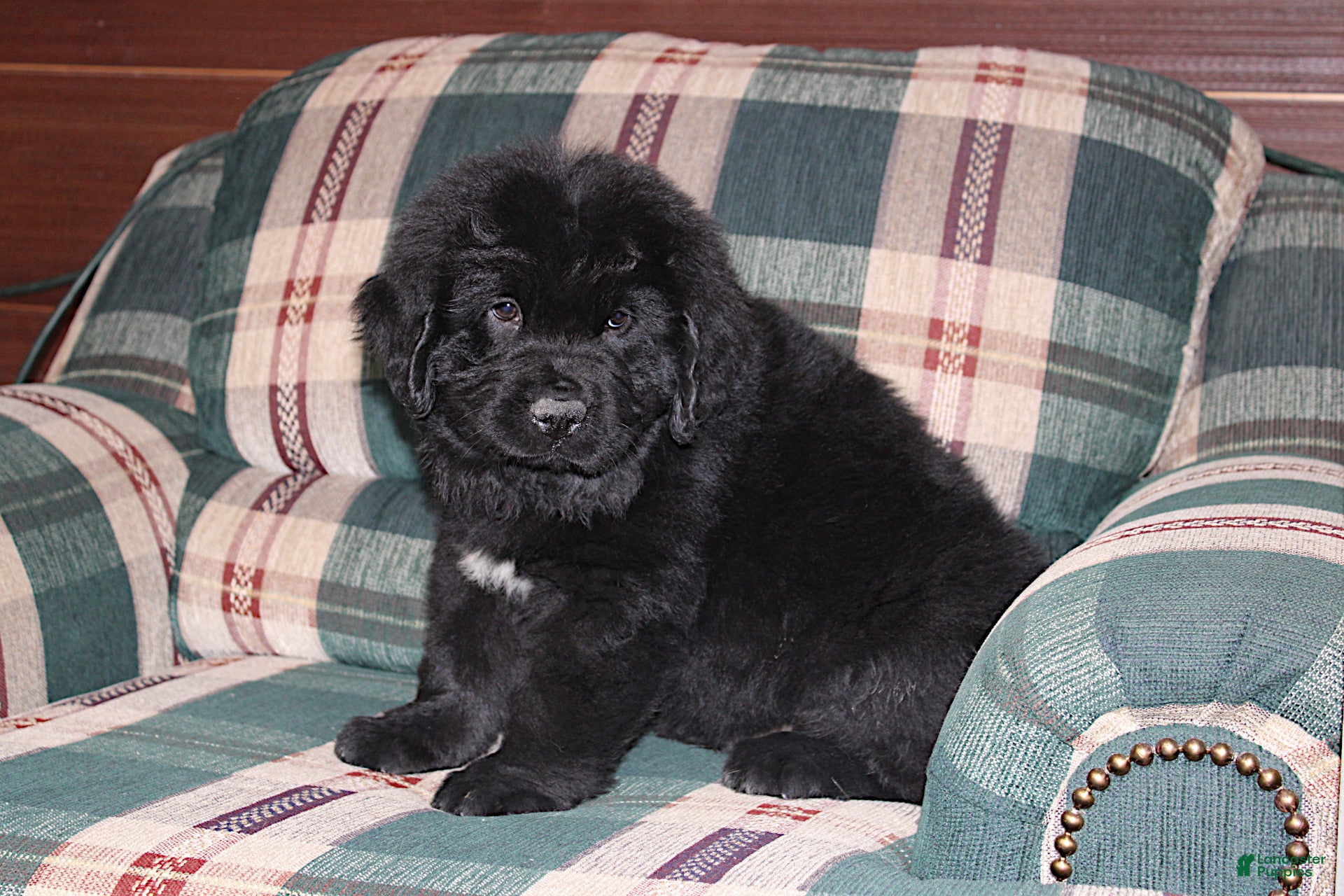 Newfoundland dogs Ch, AKC, OFA Amigo - Ad 1