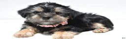 Shorkie dogs for sale: Piper - Ad 7