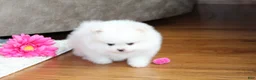 Pomeranian dogs for sale: Teacup Pamela - Ad 6