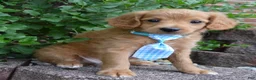 Mini Goldendoodle dogs for sale: Mini Gordon - Ad 12
