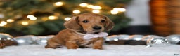 Miniature Dachshund dogs for sale: Willow - Ad 2
