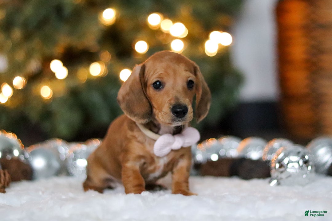 Miniature Dachshund dogs for sale: Willow - Ad 2