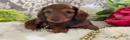 Miniature Dachshund dogs for sale: Mason - Ad 6