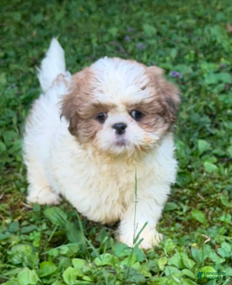 Shih Tzu dogs Shih Tzu 2 - Ad 41