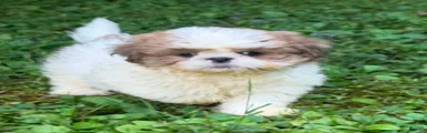 Shih Tzu 2