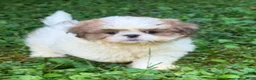 Shih Tzu dogs for sale: Shih Tzu 2 - Ad 1