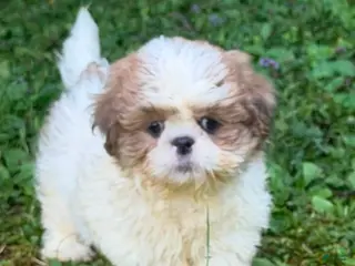 Shih Tzu dogs Shih Tzu 2 - Ad 41