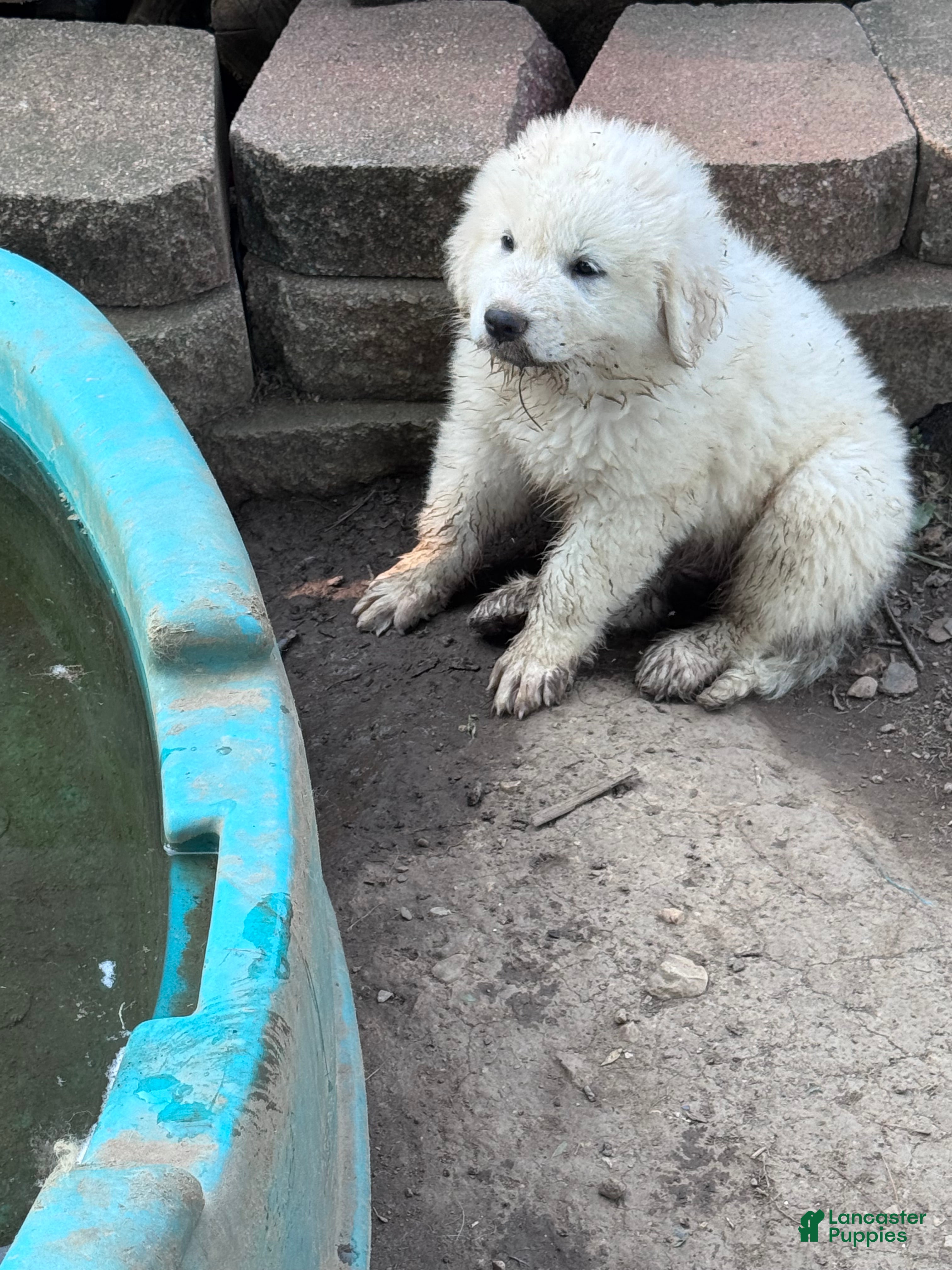 Great Pyrenees dogs Great Pyrenees 2 - Ad 23