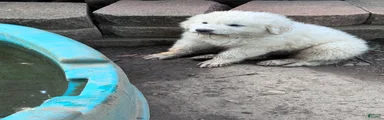 Great Pyrenees 2