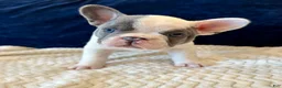 French Bulldog dogs for sale: Harry - Ad 5