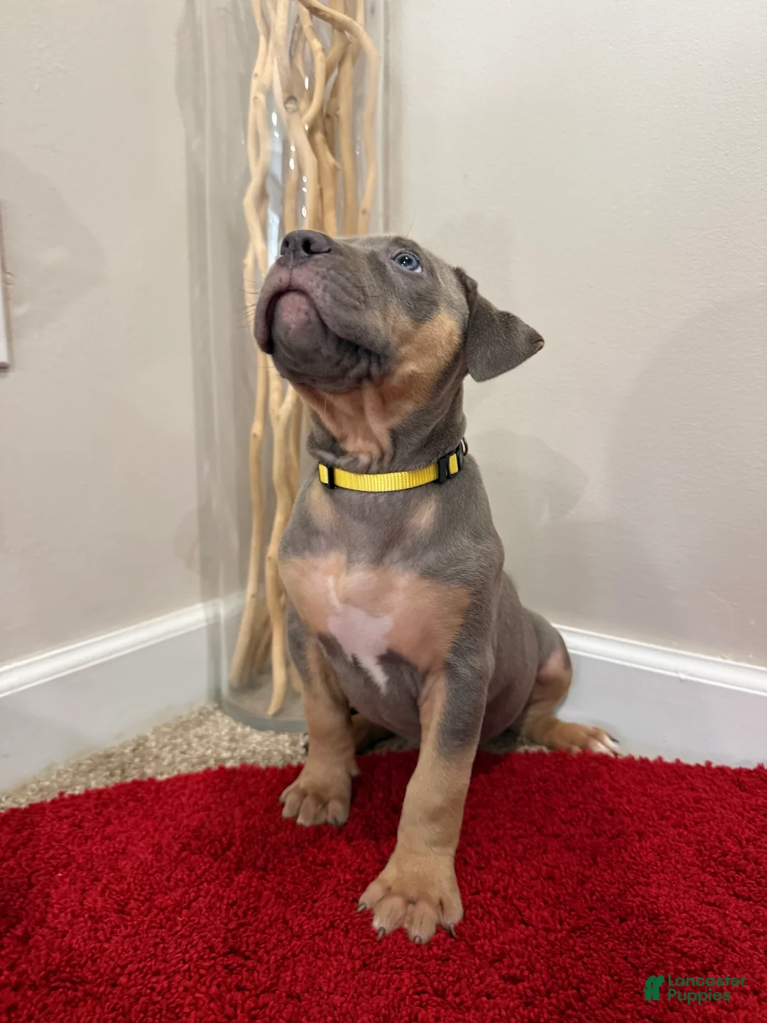 American Bully dogs for sale: American Bully Puppy 3 - Ad 2