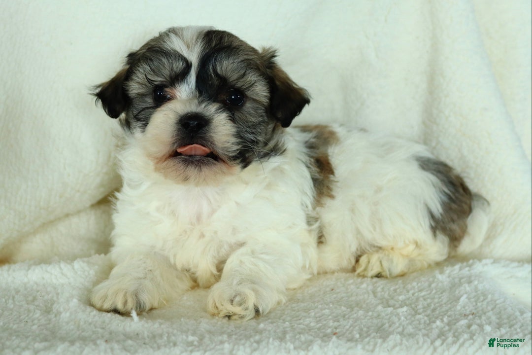 Teddy Bear dogs for sale: Ruffus - Ad 1