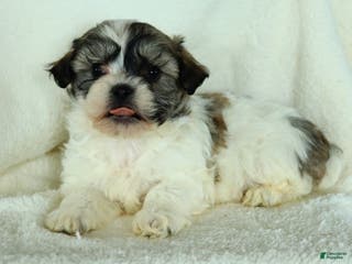 Teddy Bear dogs Ruffus - Ad 42