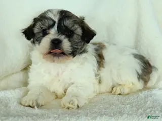 Teddy Bear dogs Ruffus - Ad 40