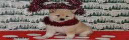 Shiba Inu dogs for sale: Benji - Ad 3