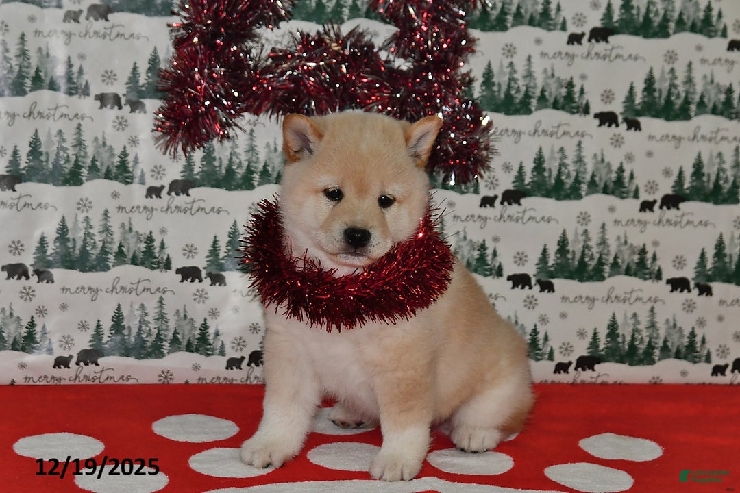 Shiba Inu dogs for sale: Benji - Ad 3