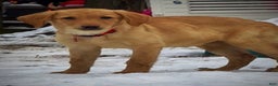 Labrador Retriever dogs for sale: Labrador Retriever Puppy 1 - Ad 15
