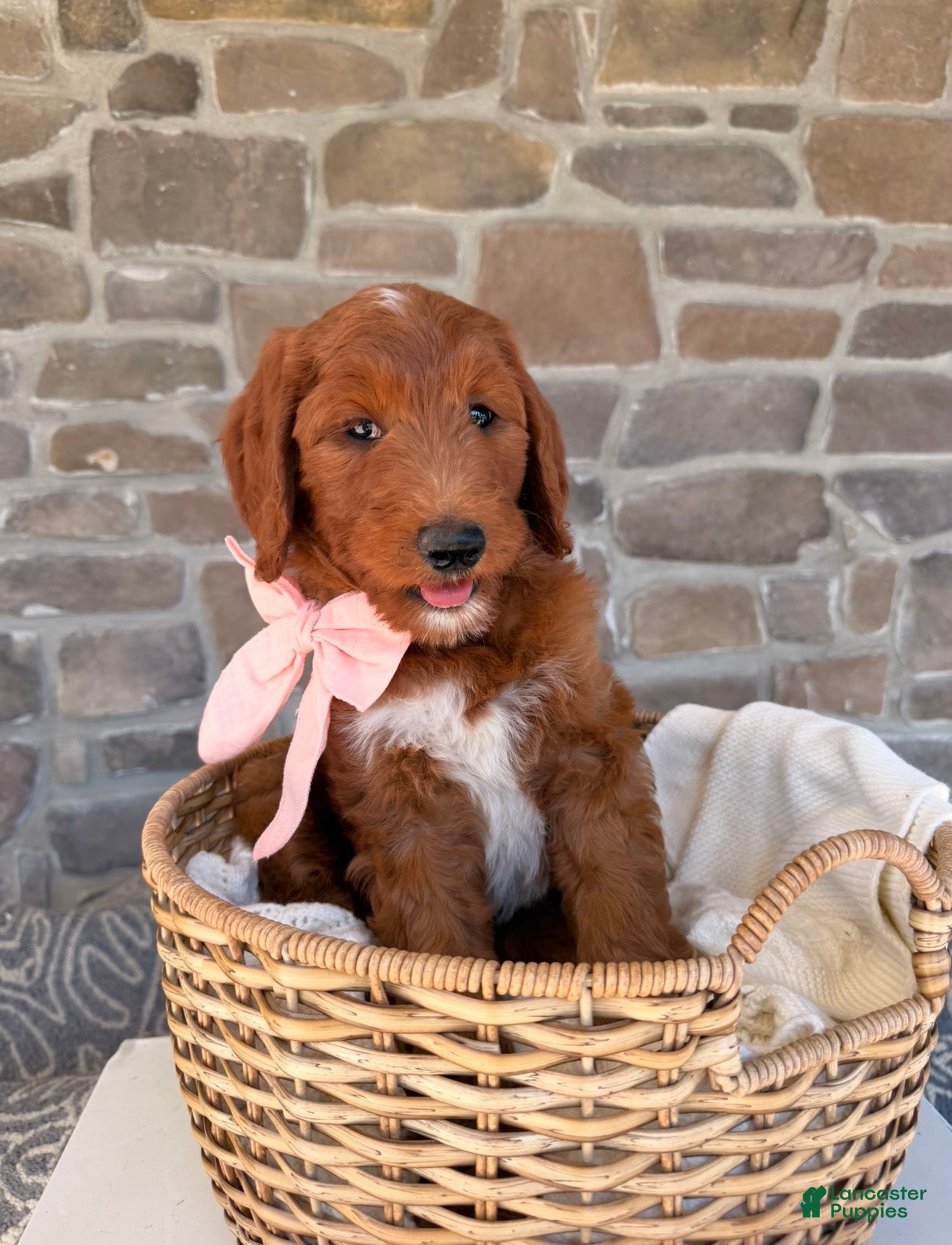 Goldendoodle dogs Elsie - Ad 1