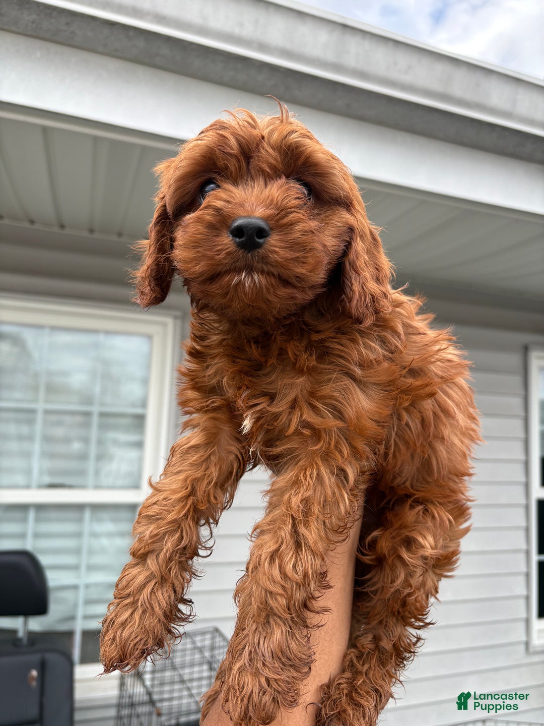 Maltipoo dogs for sale: Tiny Tia  - Ad 3