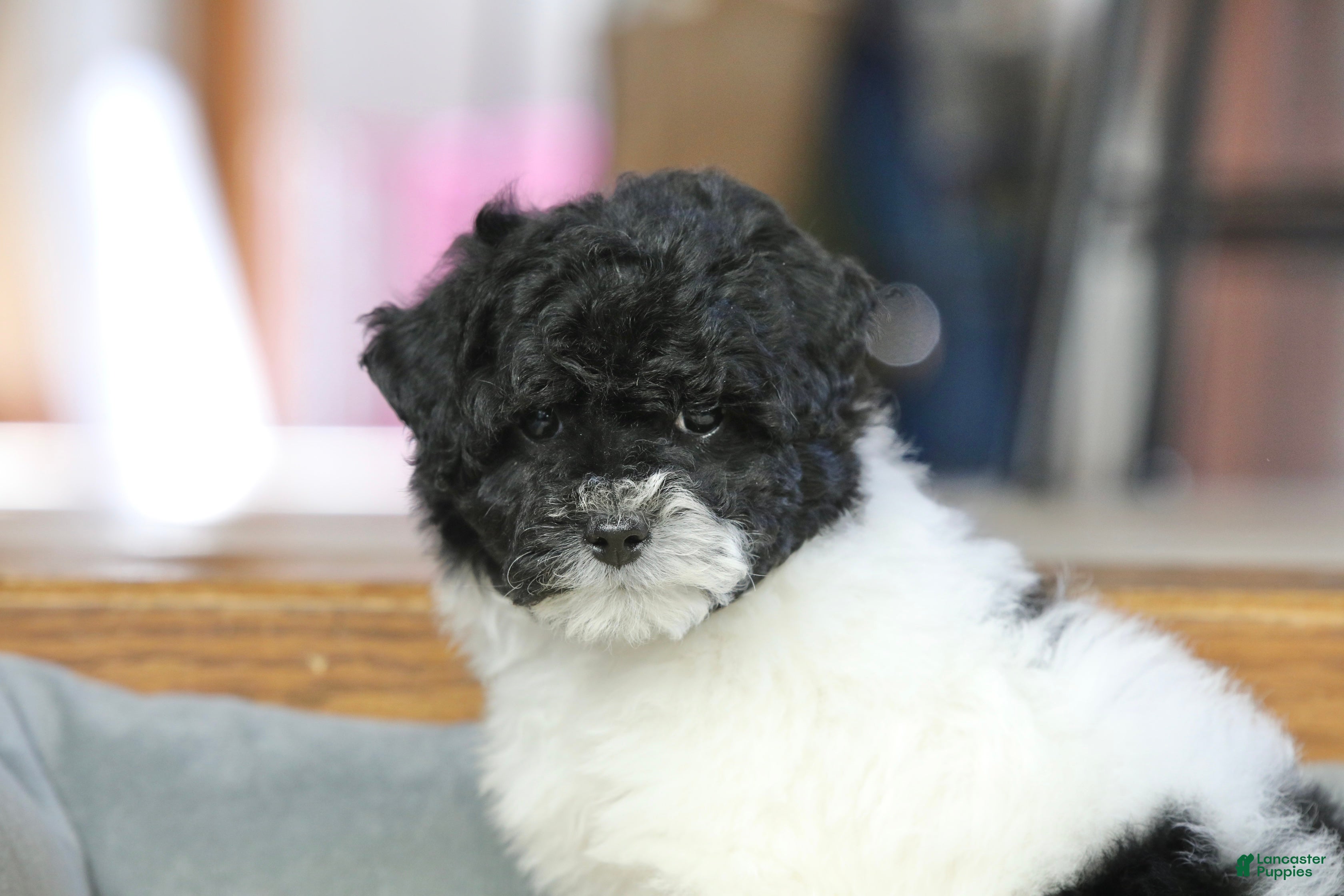 Miniature Poodle dogs Paislee - Ad 2