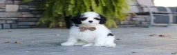 Cavapoo dogs for sale: Brady - Ad 7