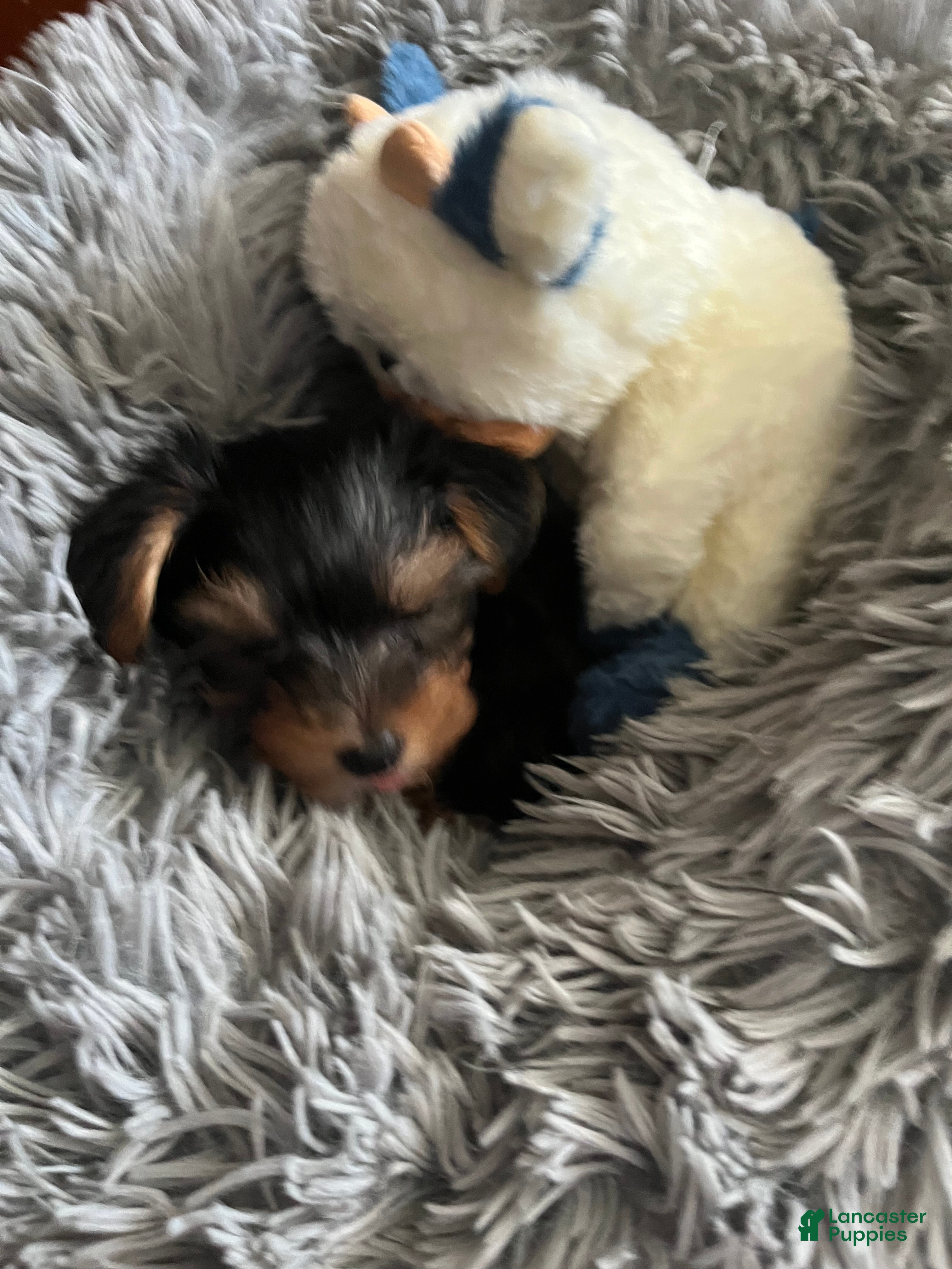 Yorkshire Terrier dogs Boy yorkie ckc - Ad 3