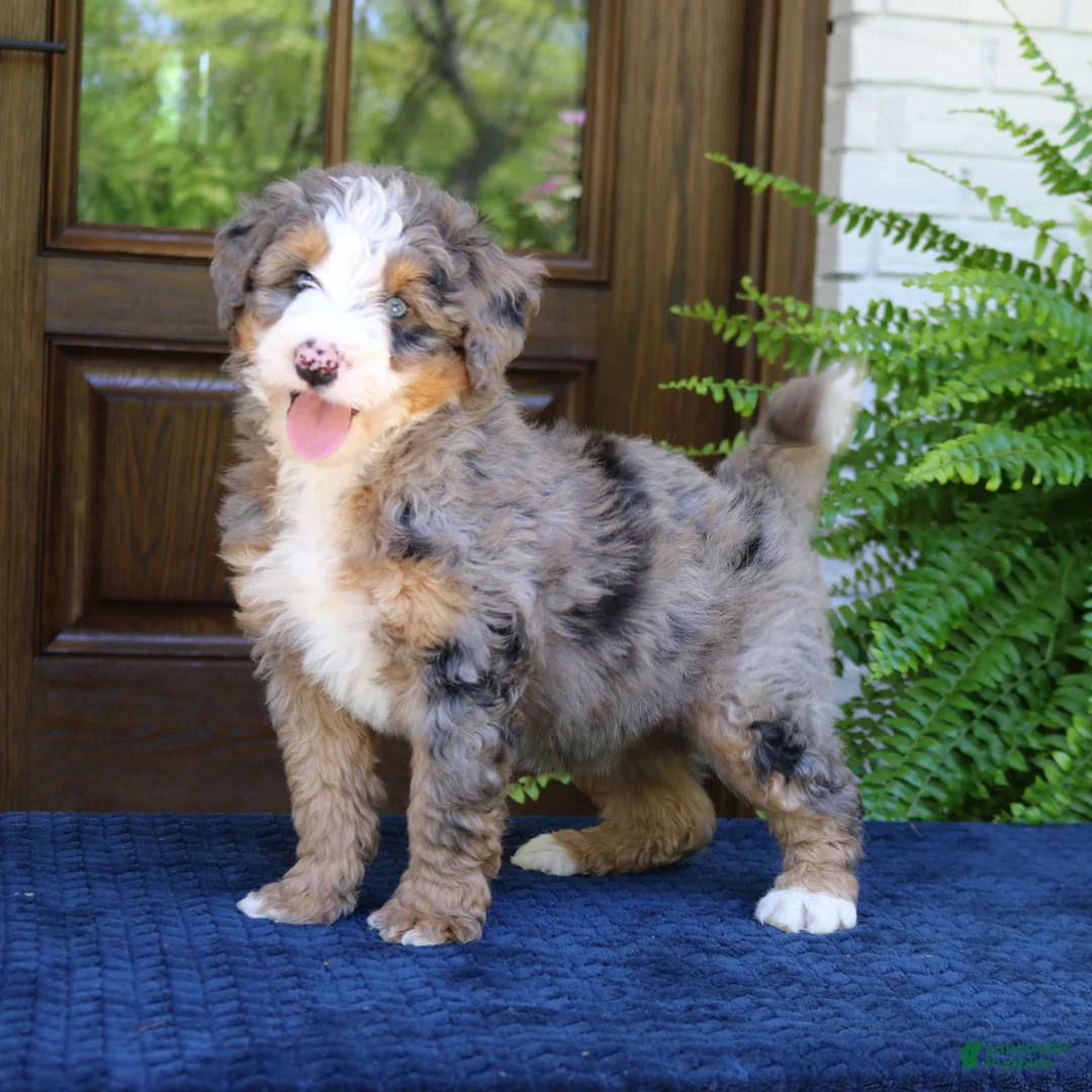 Mini Bernedoodle dogs for sale: Nash  - Ad 1