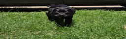 Cane Corso dogs for sale: Dean AKC green collar - Ad 8