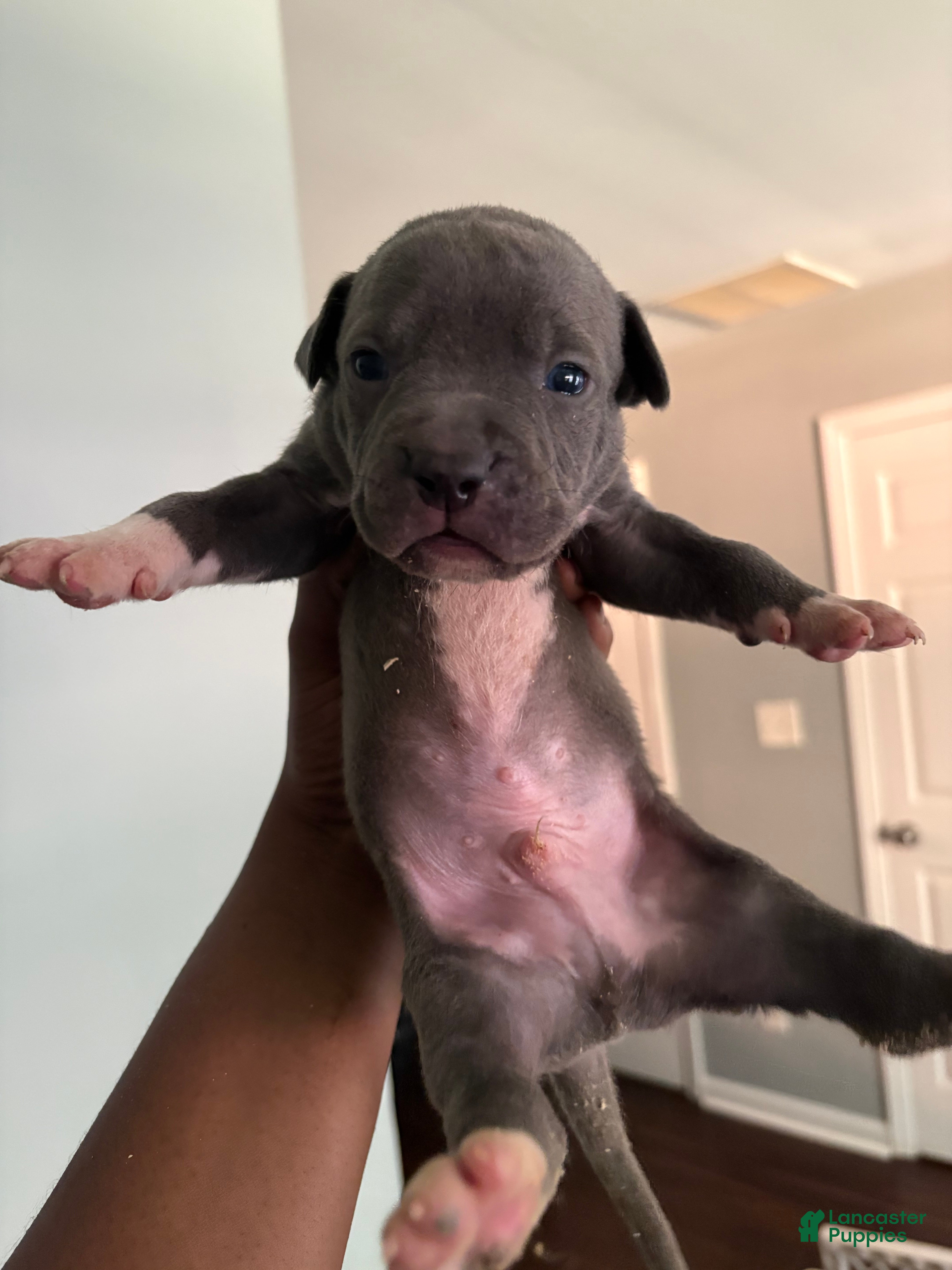 Mixed Breed dogs Mixed Breed 8 - Ad 4