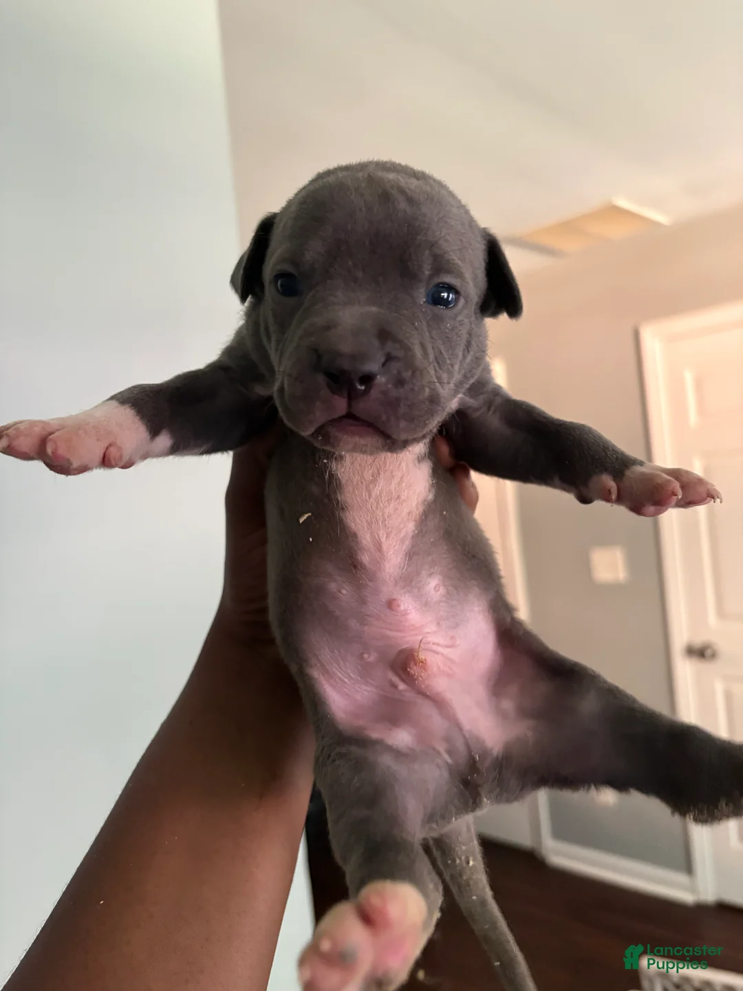 Mixed Breed dogs for sale: Mixed Breed 8 - Ad 1