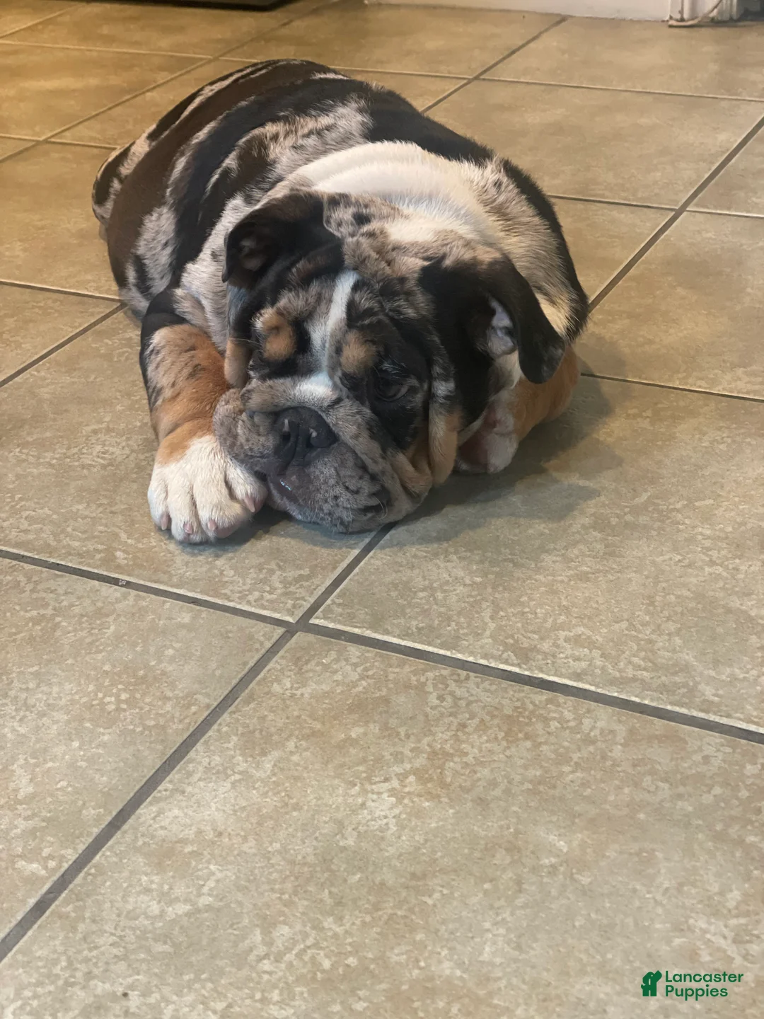 English Bulldog dogs for stud: Diesel - Ad 2