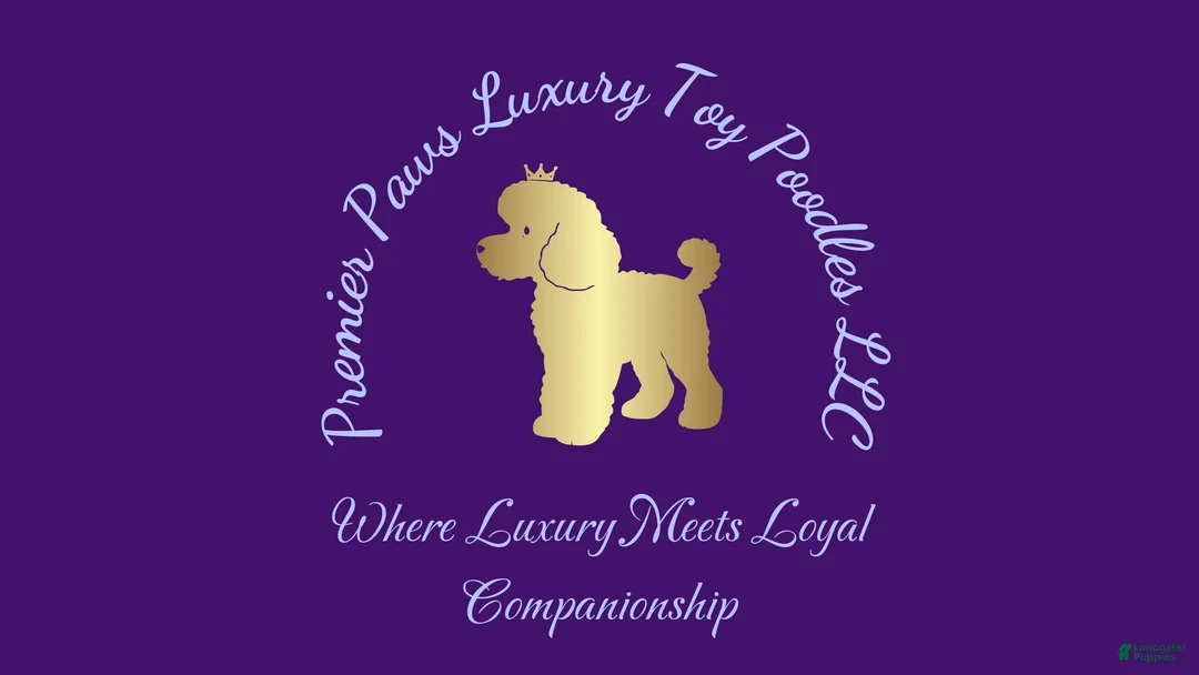 Toy Poodle dogs for sale: Toy Poodle Puppy 2 - Ad 2