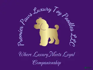 Toy Poodle dogs Toy Poodle Puppy 2 - Ad 6