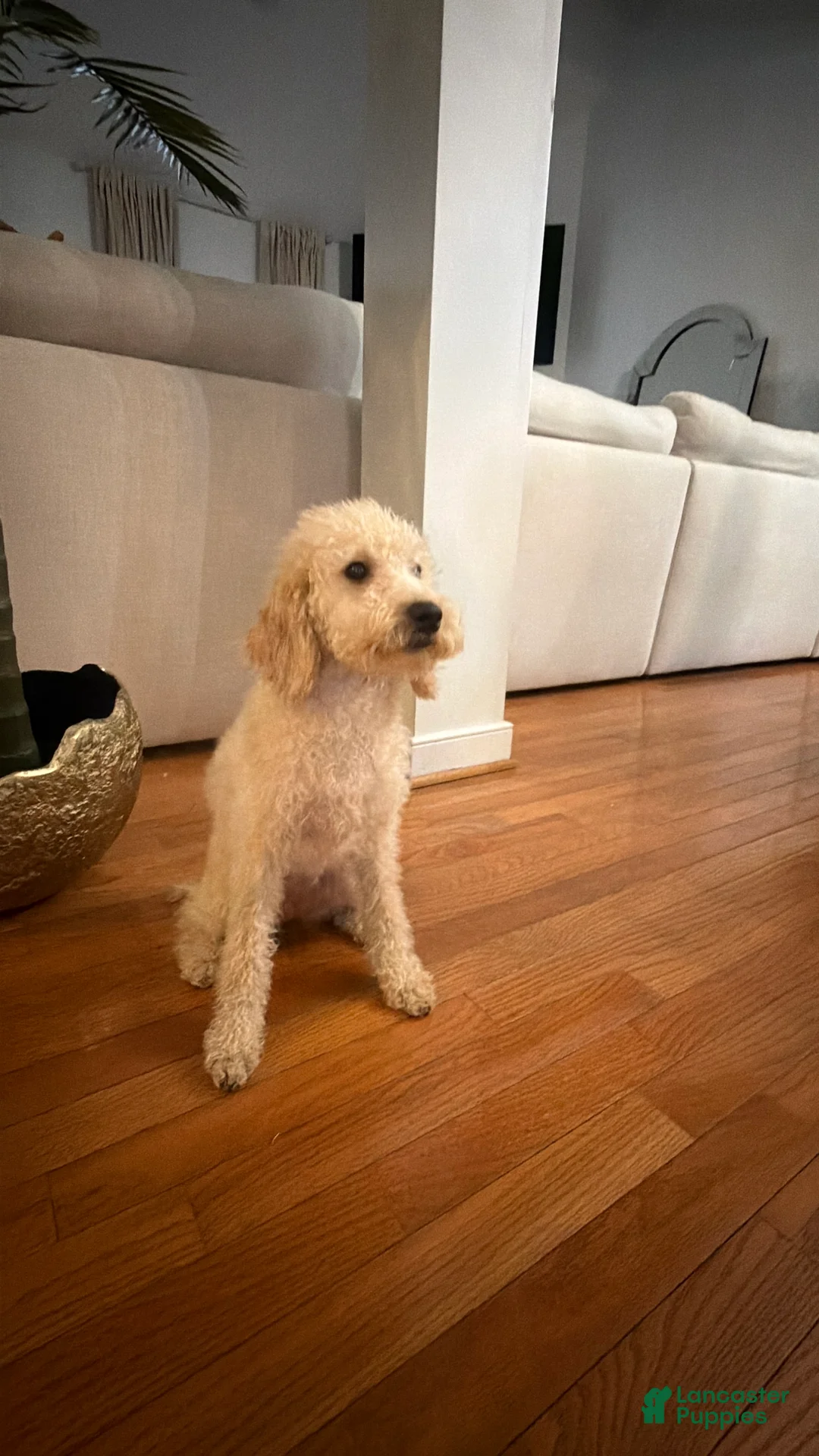 Mini Goldendoodle dogs for sale: Snoopy - Ad 2