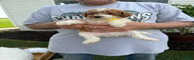 Miniature Poodle 2