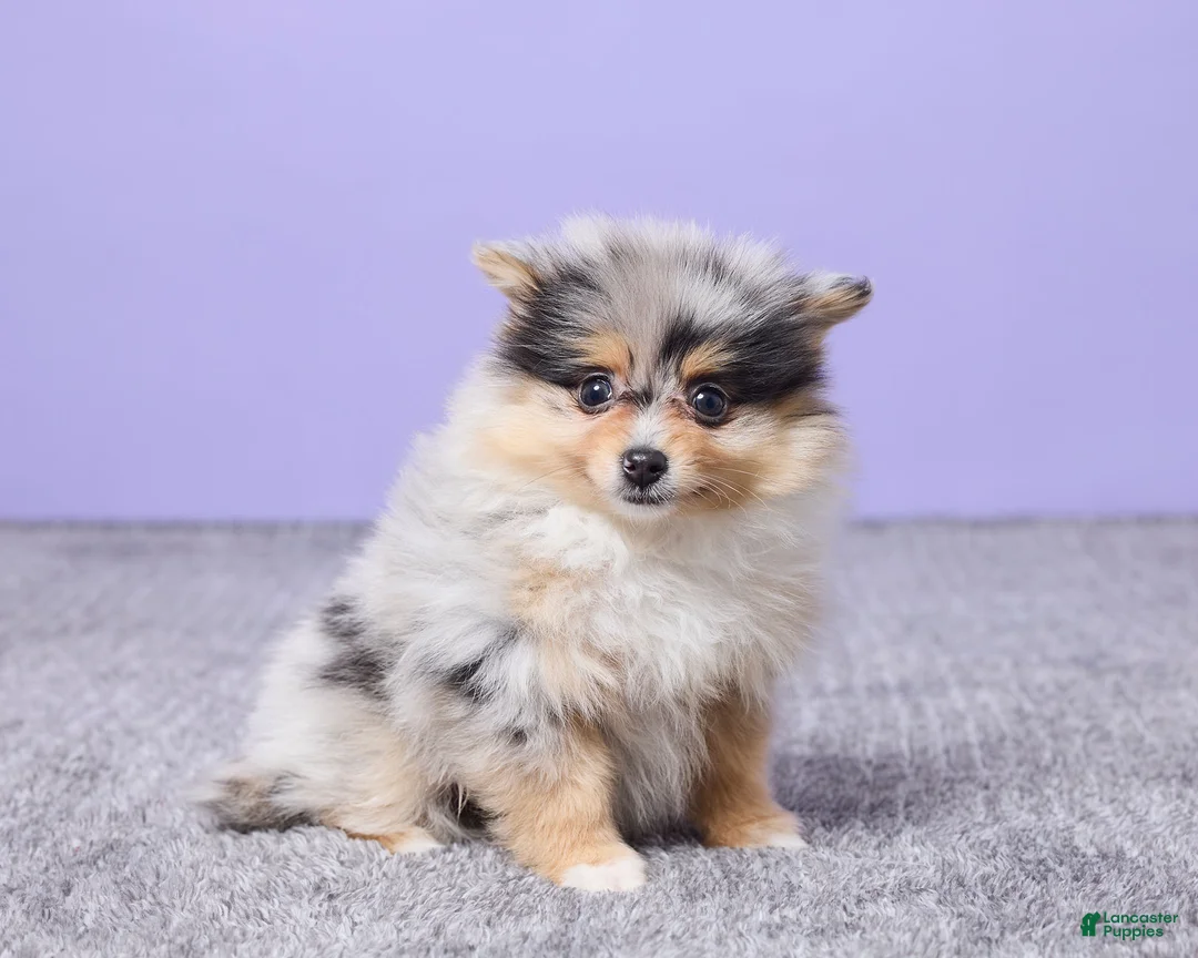 Pomeranian dogs for sale: Abby - Ad 3