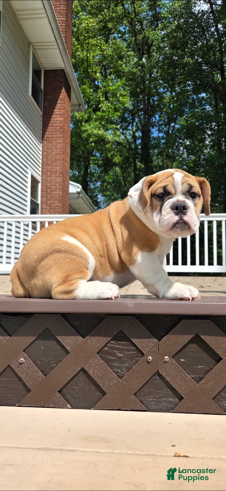Mixed Breed dogs Summer - Ad 1
