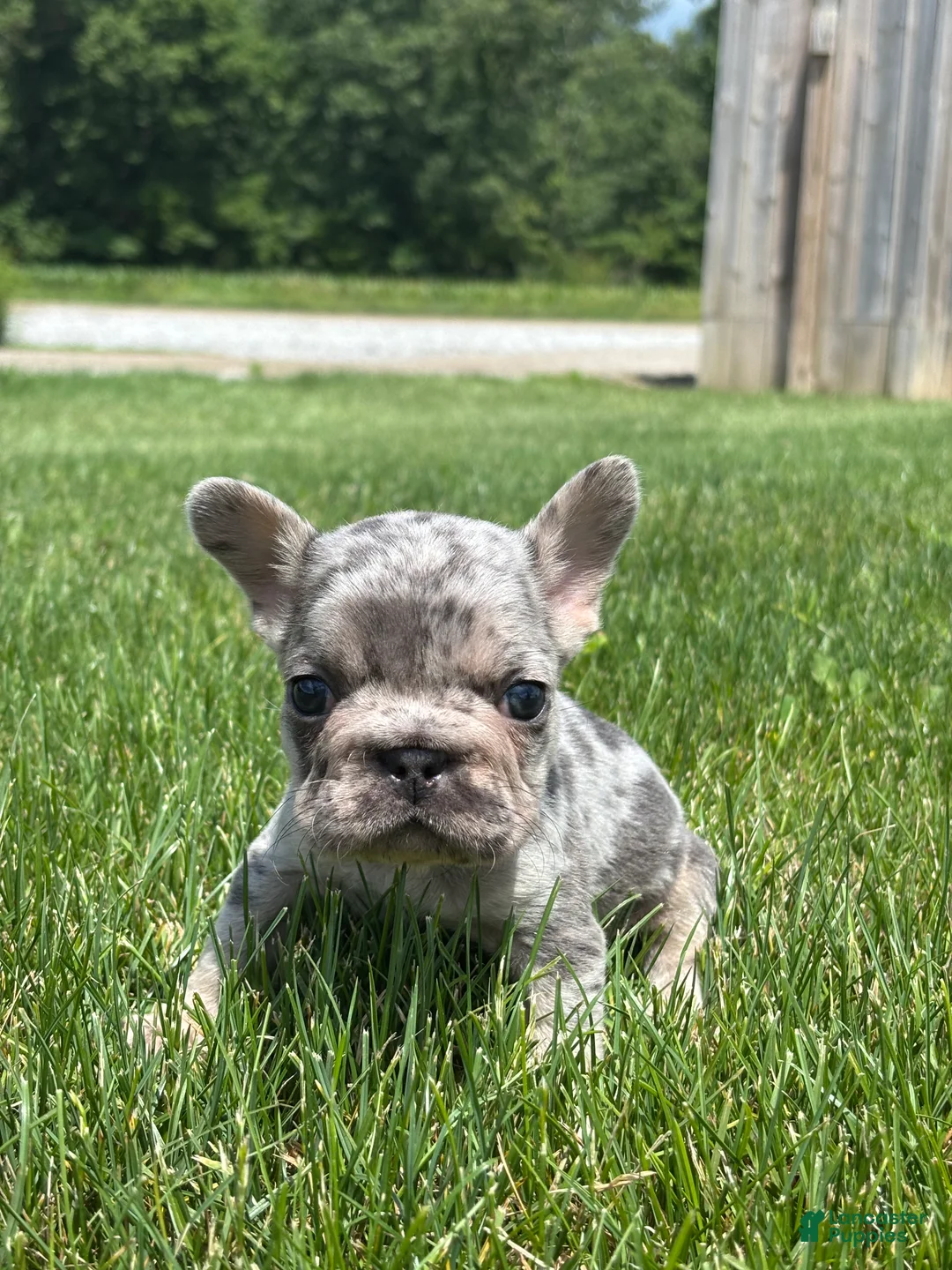 French Bulldog dogs for sale: Oaklynn - Ad 3