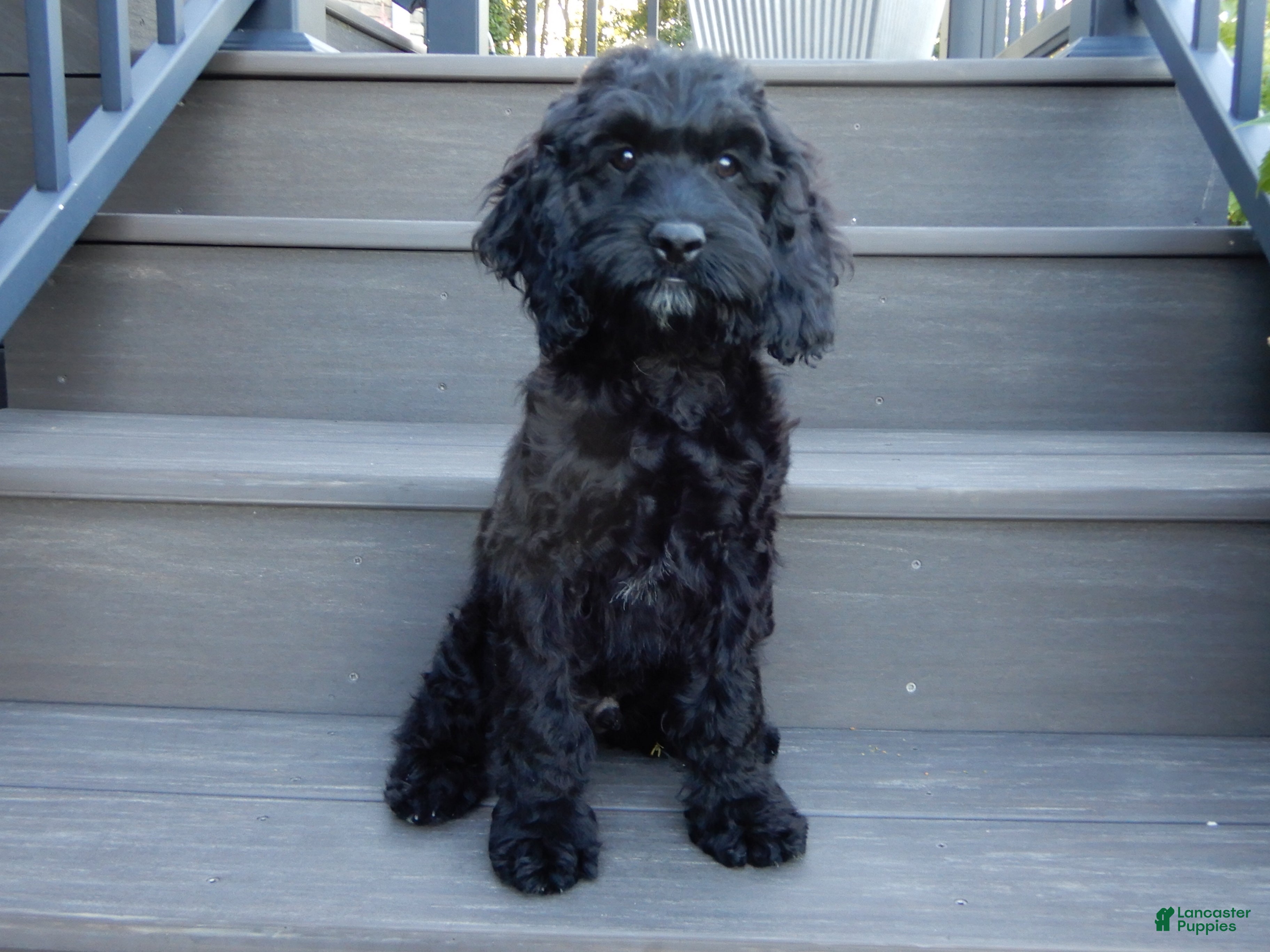 Cockapoo dogs Jet - Ad 1