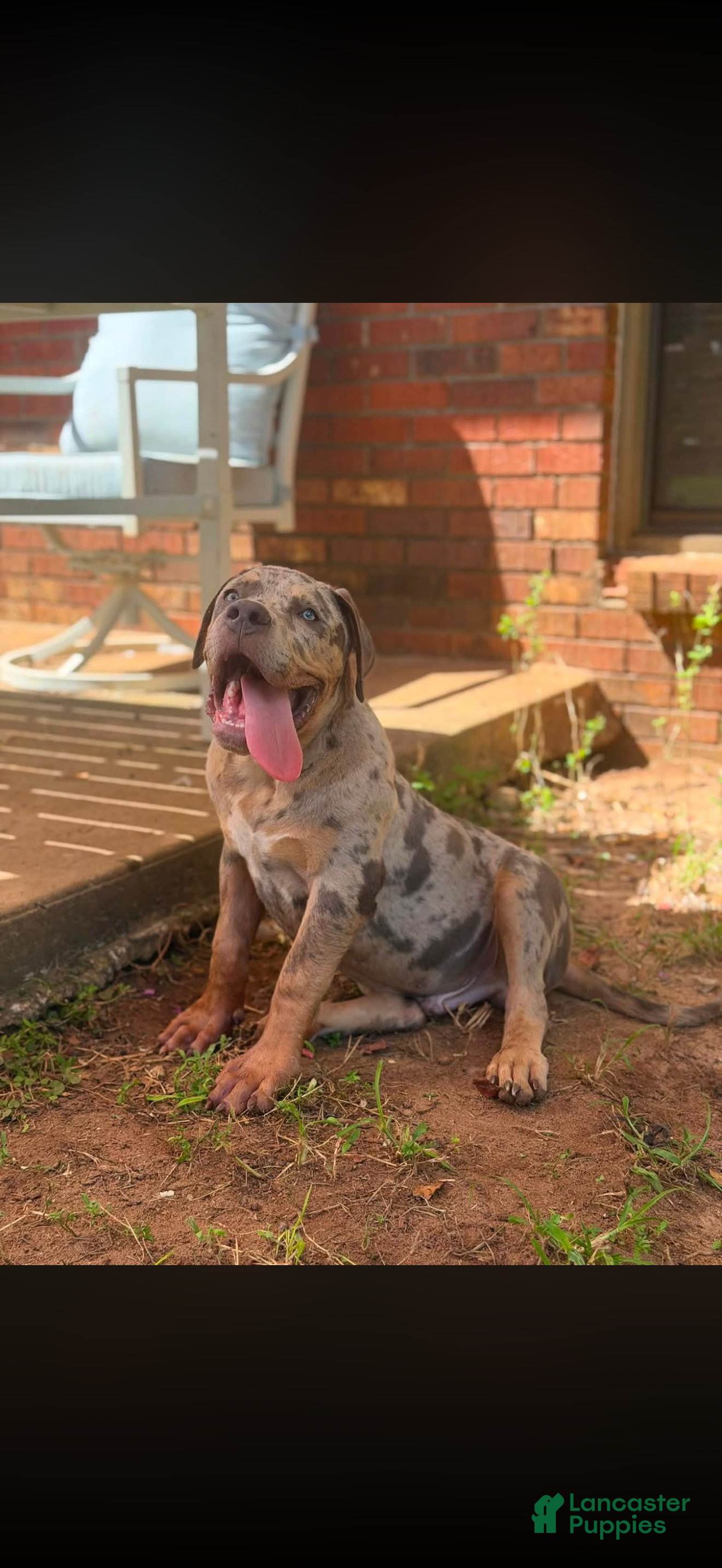 American Bully dogs American Bully 1 - Ad 2