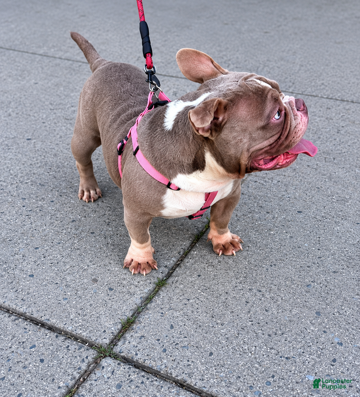 American Bully dogs Blue  - Ad 1