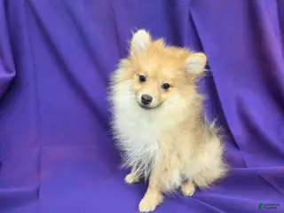 Pomeranian dogs Jay - Ad 13