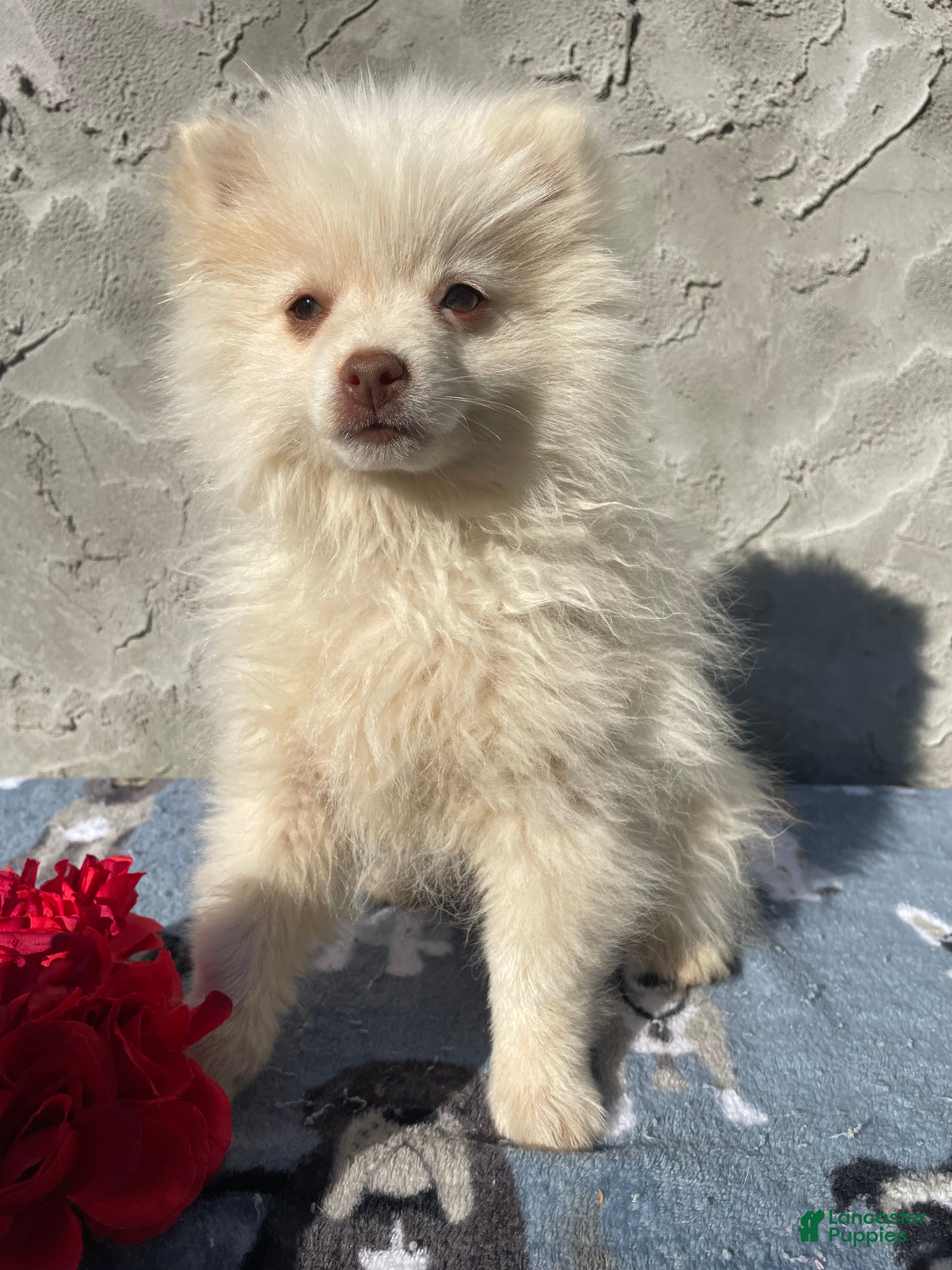 Pomeranian dogs Pomeranian Puppy 1 - Ad 39