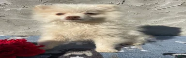Pomeranian Puppy 1