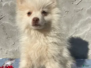 Pomeranian dogs Pomeranian Puppy 1 - Ad 40